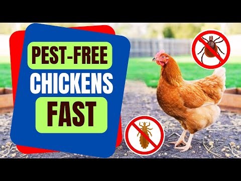 How to Treat Chickens Mites and Lice Naturally? Proven Tips