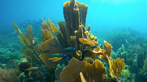 Preview of Treasure of the Caribbean | Nature