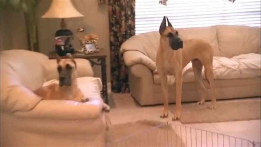 Great Dane bites Cesar | Dog Whisperer with Cesar Millan