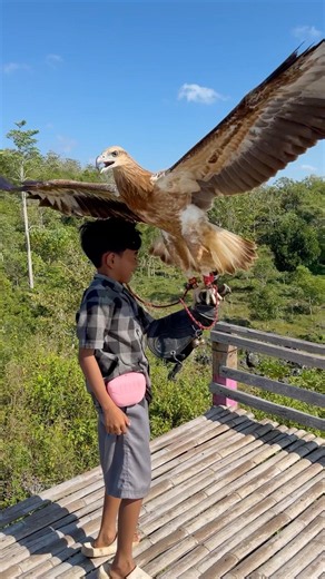Tarzan boy holds the landing of a big eagle so fast #animals