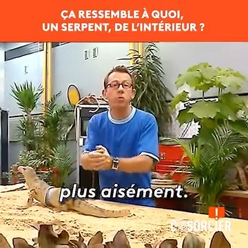 Un serpent peut-il avaler un humain ?🐍 « C’est pas sorcier », le magazine de la science et de la découverte présenté par Fred, Jamy et Sabine. A bord de leur camion laboratoire, les trois présentateurs nous emmènent vers des sites insolites et spectaculaires pour nous expliquer le monde qui nous entoure. Retrouvez les émissions sur YouTube https://www.youtube.com/user/cestpassorcierftv Suivez-nous sur Facebook https://www.facebook.com/cestpassorcier/ | C'est pas sorcier