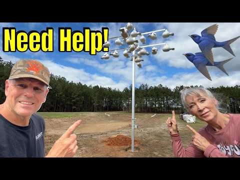 Purple Martin House Setup & Tips: Why Every Homestead Needs A Colony!