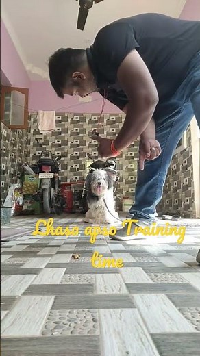 Lhasa apso Dog Training ....