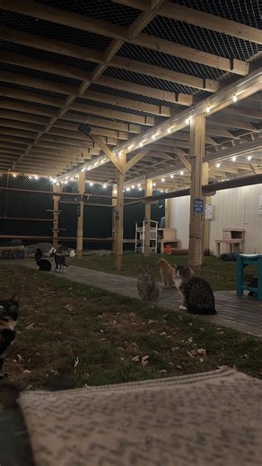 14K views · 1K reactions | Enjoy some fast motion laser tag on the playground!  #lasertag #fun #playtime #fun #toocute #letsplay #funtimes #furballs #furballfarm #catlover #furballfarmcatsanctuary | Furball Farm Cat Sanctuary | Facebook
