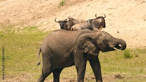 A contented elephant drinks water that it draws with its trunk from groundwater and Wildebeest standing in the background and quietly envious during a drought in the African savannah