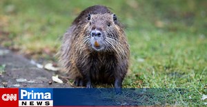 VIDEO: V Mostě řádí agresivní nutrie. Pokousaly už několik psů, lidé se bojí, že zaútočí i na ně