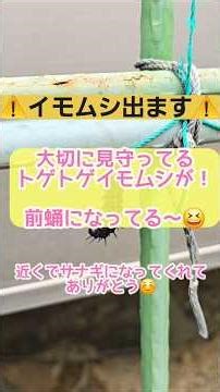 庭の大切なトゲトゲイモムシが前蛹になってる！ #イモムシ #ゆる昆