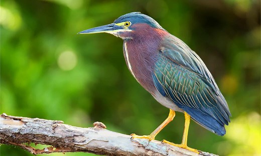 12 Types of Heron Birds