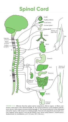 Spinal Cord & Functions #spinalcord #spine #spinalcordinjury | Dr. Muhammed Ziya