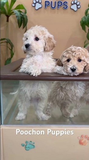 "Hypoallergenic joy: Poochon puppies ready to bring warmth to your home." #dog