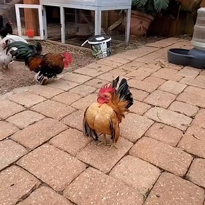 353K views · 3K reactions | That one mate who's been to the gym once...  | IGV | Facebook