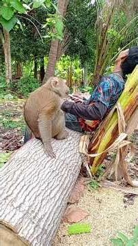 เพื่อนปอน #monkey #monkeylife #ytshorts #ytshorts