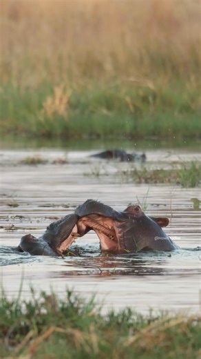 HAWI Studios on Instagram: "Hippos fighting in the river #hippopotamus #fight #hippo #river #two #wild #nature #wildlife HA98041"