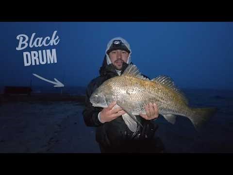 How to Catch Black Drum in New Jersey (Right Now)