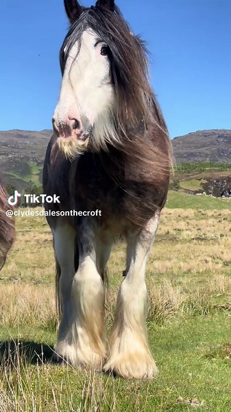 Discover Big Angus: The Majestic Clydesdale