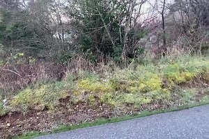 Hey, is that a wolverine…again? The bushy tail, blackish brown coat and pale brown stripe along its side certainly look wolverine-like! A second sighting of the wolverine was reported in Damascus, Oregon on Wednesday after an initial sighting along the Columbia River on Monday. Thanks again to the people who spotted and reported it. Now we know this animal is on the move, dispersing to a new area where it can survive and hopefully reproduce. Wolverine can travel over 30 miles in a day, so coveri