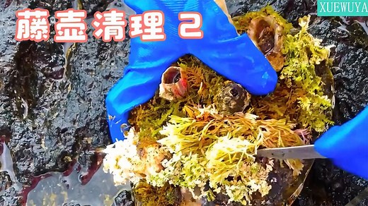 藤壶清理及吃法