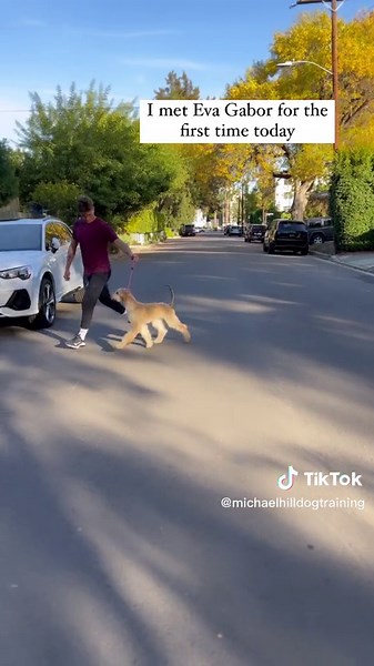 Afghan Hound Puppy Training Tips for Show Dogs