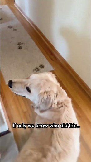 Golden Retriever Makes SUPER Muddy Mess In House!