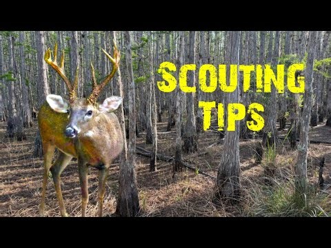 Scouting Now for Next Deer Season