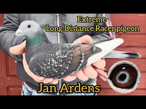 Jan Aarden Racing pigeons| Jan Aarden Pigeons| Machiel Bujik| Kalapati| Extreme Long Distance pigeon