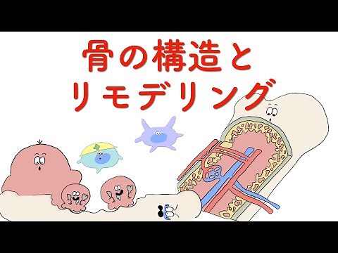 【解剖生理】骨の構造とリモデリング