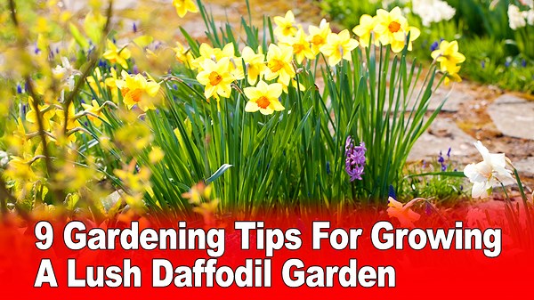 9 Gardening Tips For Growing A Lush Daffodil Garden