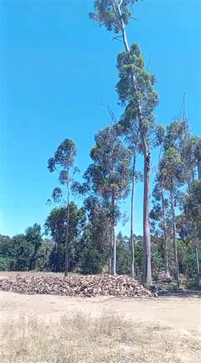 Felling a giant gum tree in wellington | Bravemore Mwakorera