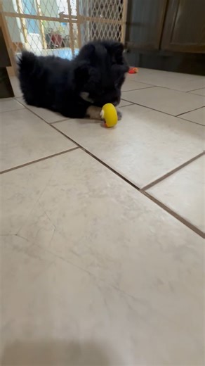 Pomsky puppy for sale