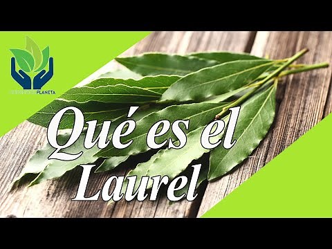 Laurel: types, properties, characteristics, benefits...