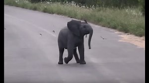 This Video of a Baby Elephant Chasing Birds Will Make Your Day
