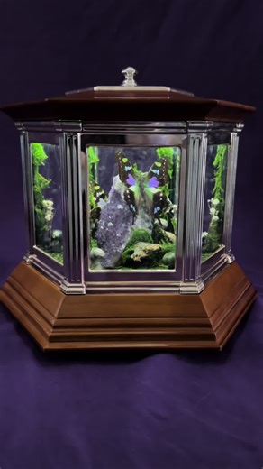 Newest creation and probably now my favorite, this spinning display box. Within are two graphium weiskei, or purple spotted swallowtail butterflies, sitting on a large amethyst cluster. Real shelf mushrooms adorn the back of the amethyst, real moss lines the inside, as well as some dried flowers and a ring of crystal mushrooms against the inner columns #butterfly #amethyst #fyp #taxidermy #bugs