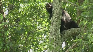 10Listens: What you need to know about bear hunting season