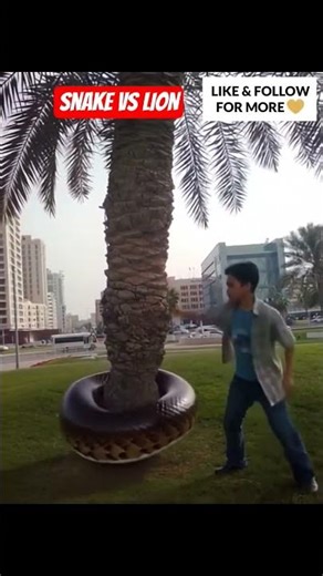 Big Snake vs Lion #snake #lion #animals