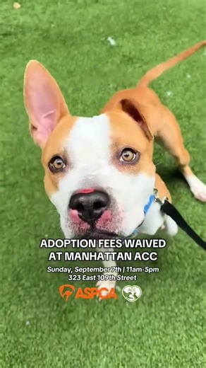 Waived Adoption Fees this Sunday 9/7 at Manhattan ACC!