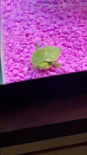 Brand New Baby Red-Eared Slider Turtle!!!