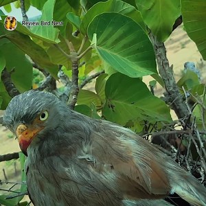 18K views · 292 reactions | Rufous-winged buzzard birds Protect the baby in the nest | Review Bird Nest | Facebook