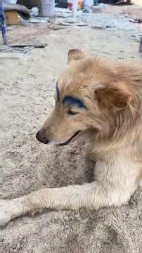 Let's go see the house! EP.9 [nuna88999] Nuna edited the clip. #nuna88999Nuna #nuna88999