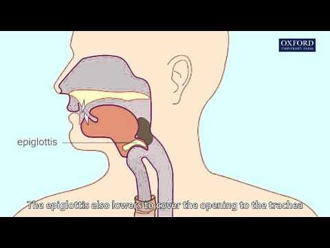 swallowing & peristalsis