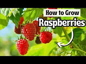 How to Grow Endless Raspberries | Complete Guide