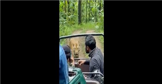 Safari thrill can kill: Tourists take photographs as tiger marches dangerously close to jeep – WATCH