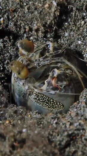Underwater 🐙 on Instagram: "Night diving and encountering one of the ocean’s most extraordinary predators is an unforgettable experience. The Tiger Mantis Shrimp — a spearing mantis species — lives up to its name, using lightning-fast strikes to impale unsuspecting prey. These formidable hunters excavate burrows in the seafloor, lying in wait to ambush from below. Their raptorial appendages are armed with razor-sharp barbs capable of striking with a force comparable to a 9mm bullet. Yet, their
