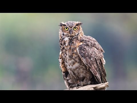 Aves de Chile | Tucúquere canto #32