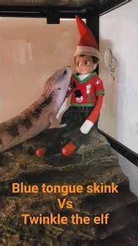 Blue tongue skink vs Twinkle the elf#lizard #nature #bluetonguelizard #skink#elf