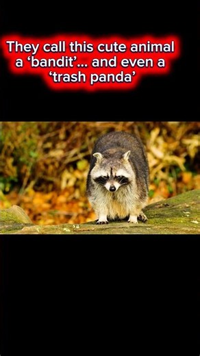 Really interesting raccoon facts🦝