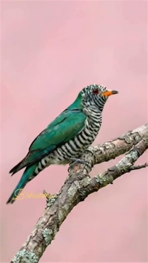 Shining Bronze Cuckoo species iridescent greenish, its habitats mostly in Oasis and Oceania…#oasis。