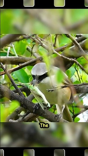 Shrike: The Butcher Bird of Nature 😱🐦
