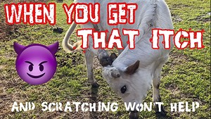 346K views · 402 shares | Ima Survivor Donkey and Farm Animal Sanctuary on Reels | Facebook