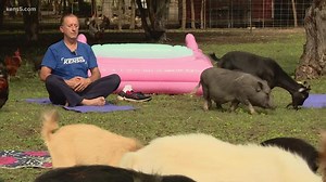 Ever done yoga with farm animals? This place lets you channel your inner zen | Texas Outdoors