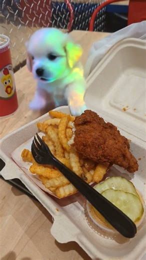 Radioactive Dog & Chicken Nuggets #aishorts #ai #aivideo #DreamTrackAI #ambient